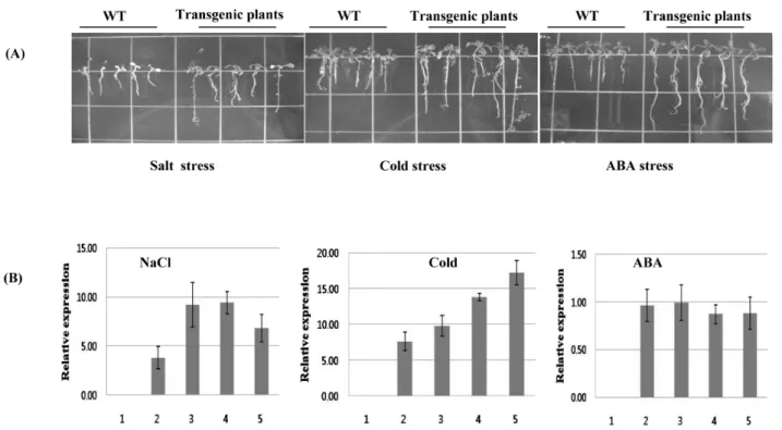 Fig. 6 Growth pattern and gene expression pattern in transgenic plants. A, growth pattern under salt, cold and ABA stress of transgenic plants containing Brcpi1  gene