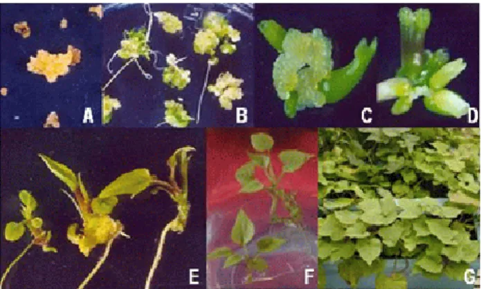 Fig. 3 Production of tuberous roots in wild type (left) and trans- trans-genic sweet potato plants