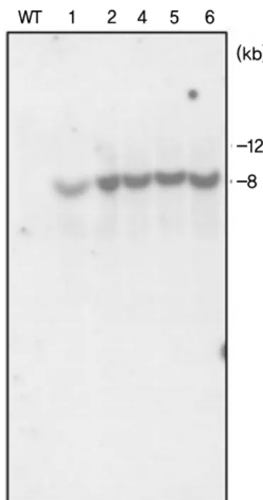 Fig. 5 Southern blot analysis of genomic DNA prepared from  non-transgenic and transgenic sweet potato plants