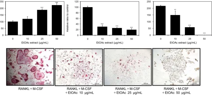 Fig. 7. Effect of ethyl acetate fr. from avocado peel on RANKL-induced osteoclast formation in mouse BMMs
