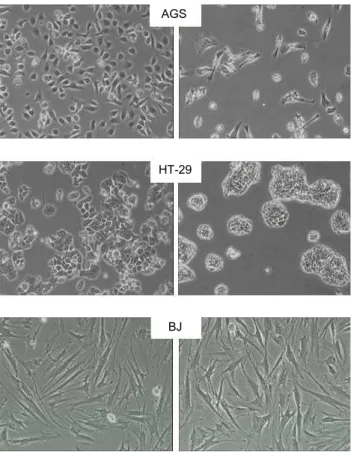 Fig. 3. Photomicrographs (×100) of AGS, HT-29, and BJ cells treated with methanol extract from four year-old solar salt kimchi