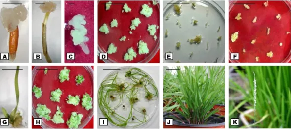 Fig. 1 Primary callus induction and plant regeneration derived from mature seeds, leaf base segments and root segments of L