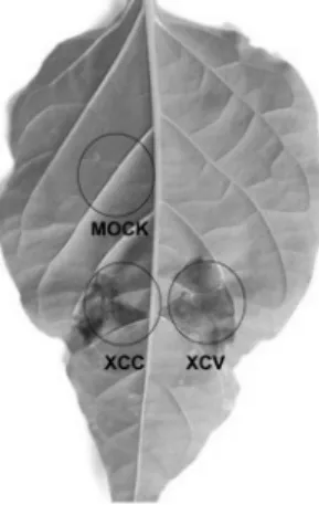 Fig. 1 HR symptoms produced by Xanthomonas campestris pv. 