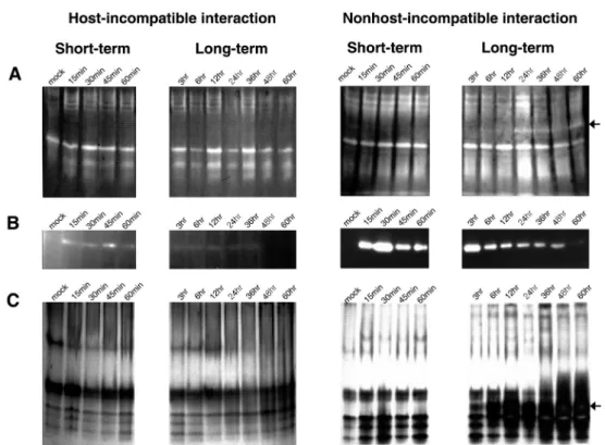 Fig. 3 Scavenger enzyme activities of the host- and nonhost-incompatible interactions during various times after pathogen inoculation
