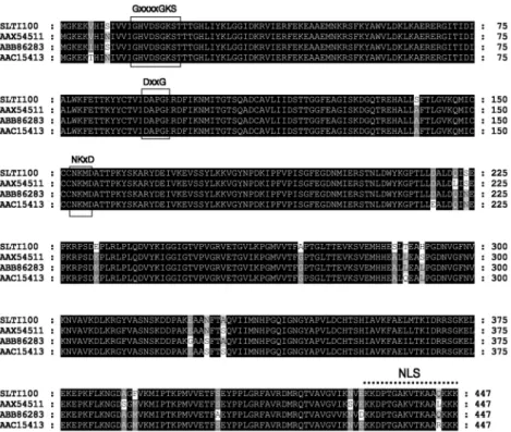 Fig. 1 Alignment of deduced amino-acid sequences of eEF1A cDNA sequences from other plant species; SLTI100 (this work), O