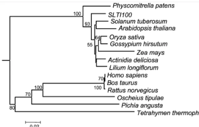 Fig. 2 Phylogenetic tree for the aligned amino acid sequences of  eEF1A from diverse organisms; SLTI100 (this work), O