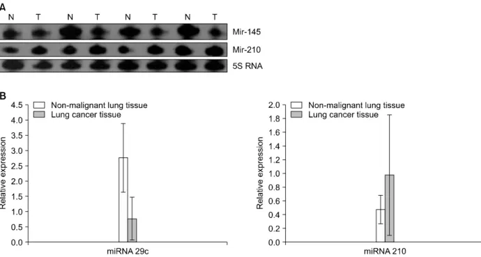 Figure  2.  (A)  Northern  blot  analysis  for  has-miR-145  and  has-miR-210  in  four  paired  lung  cancers  and  corresponding  non-malignant  lung  tissues