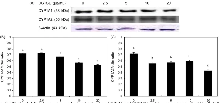 Fig. 3. Effects of defatted green tea seed ethanol extract on CYP1A1 and CYP1A2 protein expressions in HepG2 cell