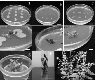 Figure 1. The regeneration process in B. juncea L. cv. BARI sarisha-10. 