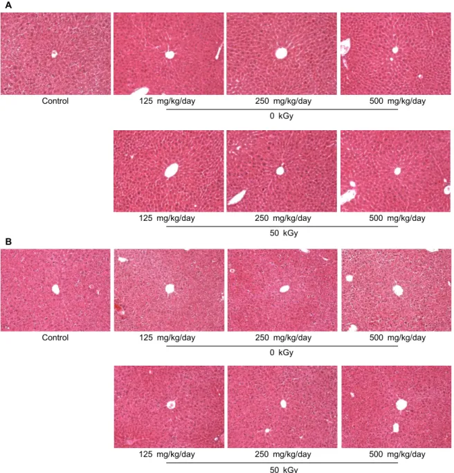 Fig. 1. Histopathological examination of the liver of ICR mice administered with methanol extract powder of red ginseng prepared with 0 and 50 kGy-irradiated ginseng for 3 months