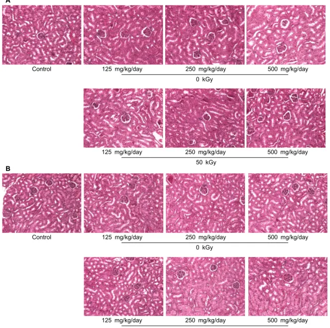 Fig. 2. Histopathological examination of the kidney of ICR mice administered with methanol extract powder of red ginseng prepared with 0 and 50 kGy-irradiated ginseng for 3 months
