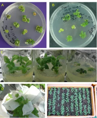 Figure 2. PCR analysis of SOD2 transgenic plants regenerated in the 2 nd  selection medium supplemented with kanamycin 100 mg･L ‐1