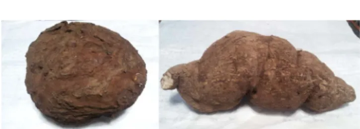 Figure 2. Cultivation process of  Poria cocos using plastic bag method.