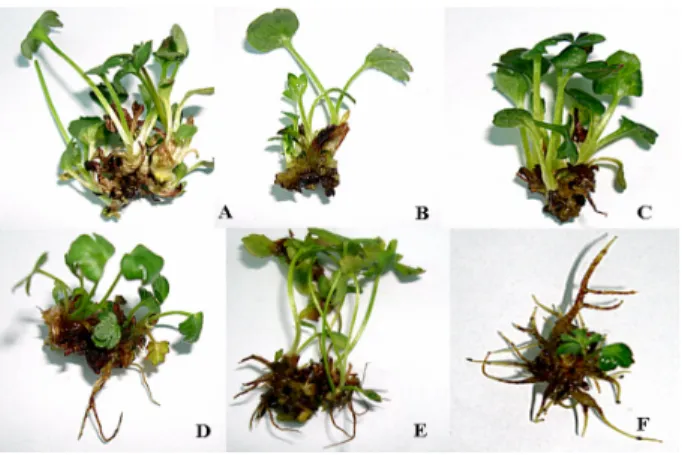 Figure 2. Root formation from regenerated of P. koreana shoots in  the presence of different concentrations of NAA