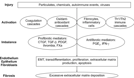 Figure 2. A new model for the pathogenesis of idiopathic  pulmonary fibrosis:  injury activates  multiple inflammatory,  cell  signalling  and  repair  pathways