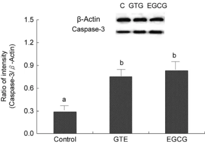 Fig. 6. Effects of GTE on p53 in A549 cells. A549 cells were untreated (control), treated with GTE (100 μg/mL) or treated with EGCG (100 μg/mL) for 4 hours
