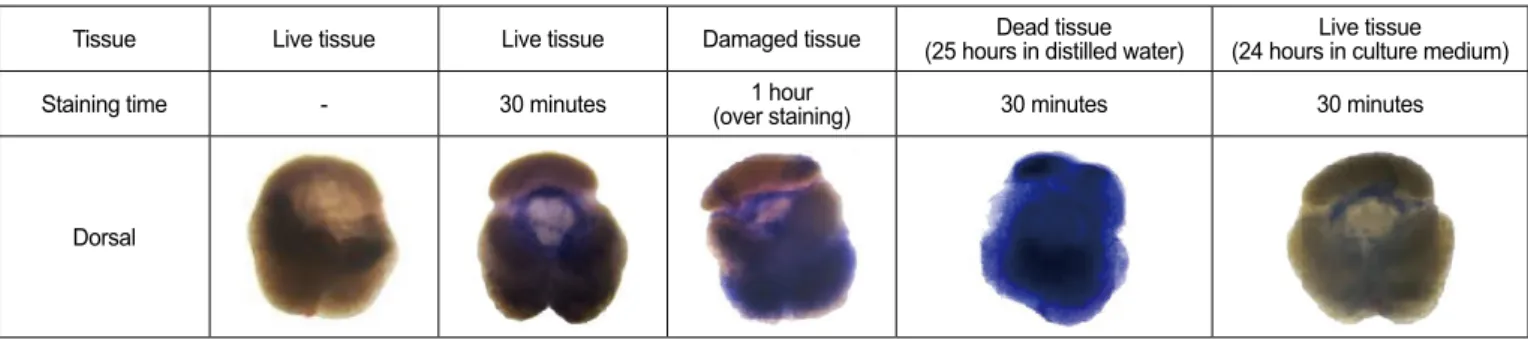 Fig. 1.  Pituitary tissues stained with trypan blue.