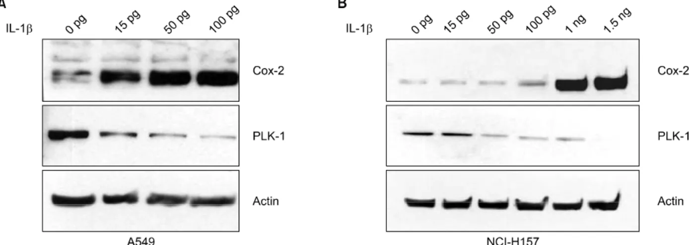 Figure  1.  Expression  of  COX-2  and  PLK-1  according  to  concentration  of  Interleukin  (IL)-1β  treatment