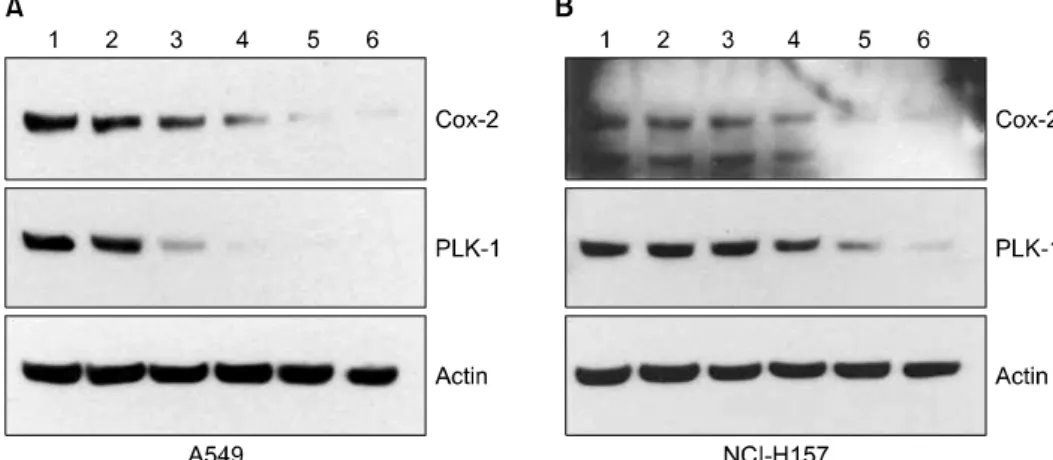 Figure 3. Expression of COX-2 and  PLK-1 according to  concentration of celecoxib treatment