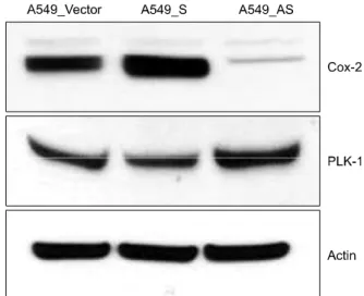 Figure  5.  Expression  of  COX-2  after  PLK-1   inhibi-tion  in  non-small  cell  lung  cancer