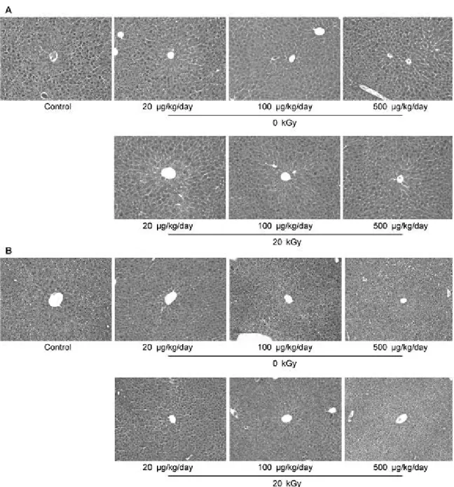 Fig. 1. Histopathological examination of the liver of ICR mouse administered with 0 and 20 kGy irradiated cold water extract powder of mistletoe for 3 months