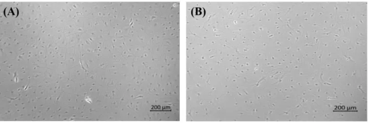 Fig. 1.   The monolayers of FGBC8 cells. Morphological appearance of FGBC8 cells at passage 30 (A) and 46 (B) were analyzed respectively, using a 