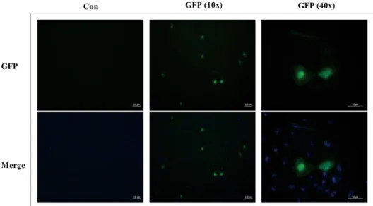 Fig. 5.   Expression of the green fluorescent protein (GFP) gene in FGBC8 cells transfected with 