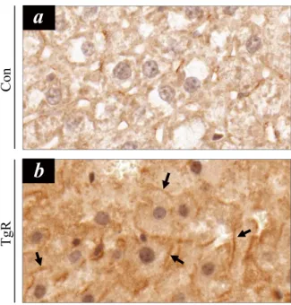 Fig. 4.   Immunocytochemical localization of STAMP2 in hepatic tissues after feeding diabetic mice TR-