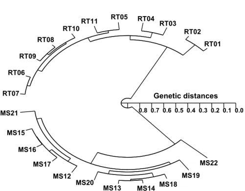 Fig. 2.   Hierarchical polar dendrogram of genetic distances obtained from rainbow trout (RT) and masu 