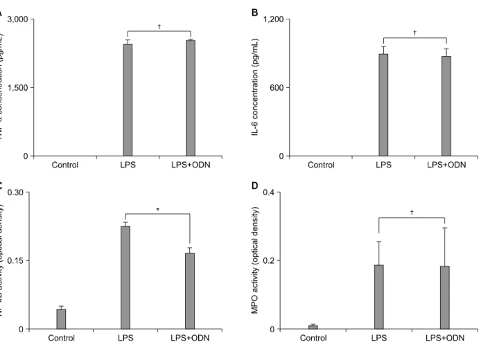 Figure 2. The effects of nuclear factor (NF)-κB decoy oligodeoxynucleotide (ODN). The concentrations of tumor necrosis factor (TNF)-α (A) and interleukin (IL)-6 (B) and myeloperoxidase (MPO) activity (D) between the lipopolysaccharide (LPS) and LPS＋ODN gro