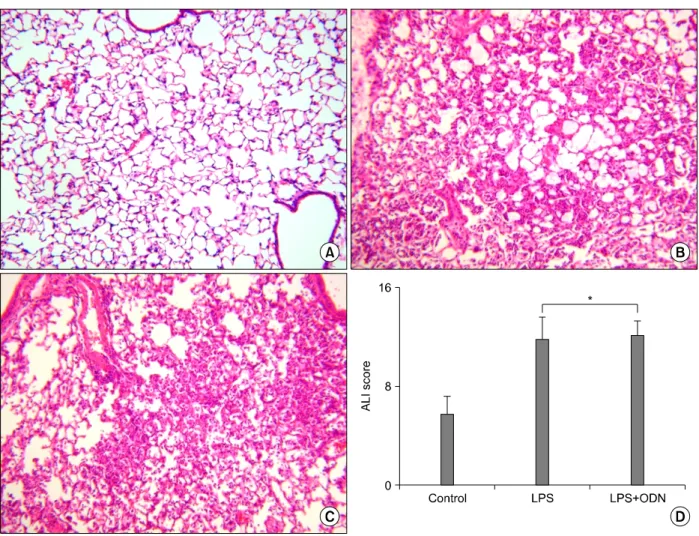 Figure 3. Histopathologic examination (hematoxylin-eosin, ×100) and quantification by acute lung injury (ALI) score