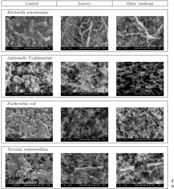 Fig. 2. Scanning electron micro- micro-graph of Gram negative bacteria.