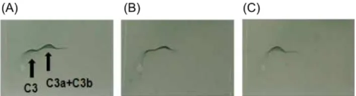 Fig. 5. Crossed immunoelectrophoretic patterns of C3 con- con-verted by PW-1 purified from Korean pear wine