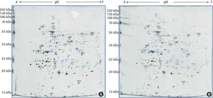 Figure 1. Whole lysosomal membrane proteins isolated from lysosome in HeLa cells treated by 100 ppm of melanin