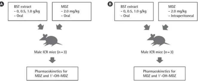 Figure 1.  Experimental design. (A) Male ICR mice were orally administered MDZ (2.0 mg/kg) following administration of BST extract (0, 0.5, or 1.0 g/kg) or  vehicle (saline) by oral gavage