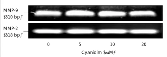 Fig. 4. Effect of cyanidin on MMP-2 and MMP-9 activity in MDA- MDA-MB-231 cells. MDA-MDA-MB-231 cells were plated in 6-well plates at a density 1 × 10 6  cell/well with DMEM/F12 supplemented with 10% FBS for 12 hour; the monolayers were incubated in  serum