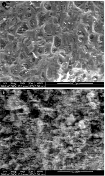 Fig. 2 indicates the SEM image of GAC and 20% nFe 0 /GAC. 