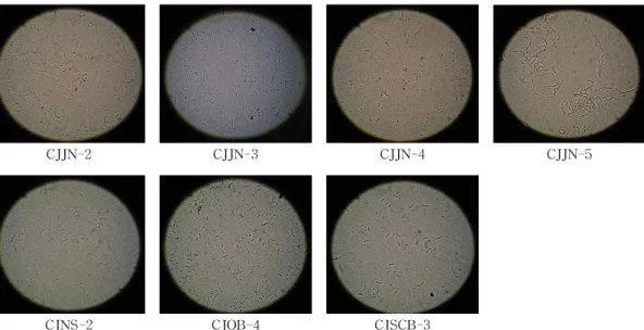 Table 3. Fibrinolytic activities of various Bacillus spp. fer- fer-mented in tripticase soy broth