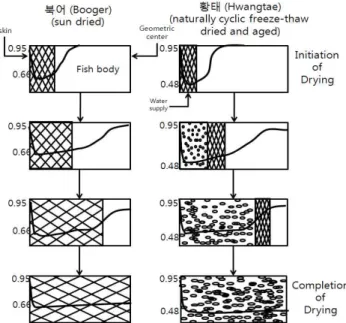 Fig. 4. Schematic diagram for changes of textural properties and A w (numbers on Y-axis) through the fish flesh along the vertical axis of fish body during the drying period of Alaska pollack for Booger (sun dried) and Hwangtae (naturally  cy-clic freeze-t