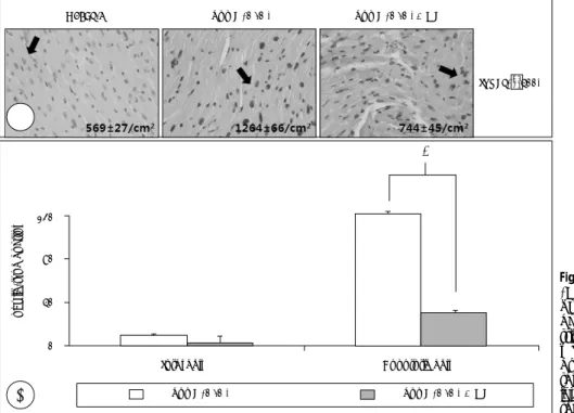 Fig. 3. The effect of ginseng extract ( GE) on expression the of  TUNEL-in-duced apoptotic cells (arrow) (A) and histogram illustrating the  expre-ssion of necrosis (B) in the  cardio-myocyte of high-cholesterol fed apo E null mice