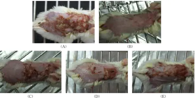 Fig. 8. Clinical skin features and severity of DNCB-induced atopic dermatitis in BALB/c mice