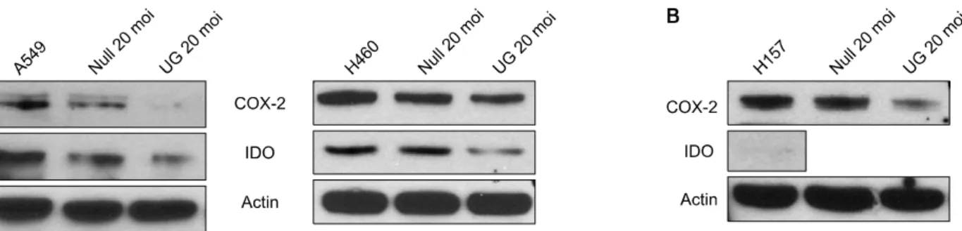 Figure  2.  Change  of  expression  of  COX-2  and  IDO  after UG transduction, instillation of IFN-γ, UG transduction  af-ter instillation of IFN-γ and instillation of IFN-γ afaf-ter UG transduction, in A549, non-small cell lung cancer cell line.