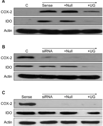 Figure 3. Expression of COX-2 and IDO in A549 cell line  transduced  with  Uteroglobin  (UG)  as  transfection  with  COX-2  sense  or  siRNA