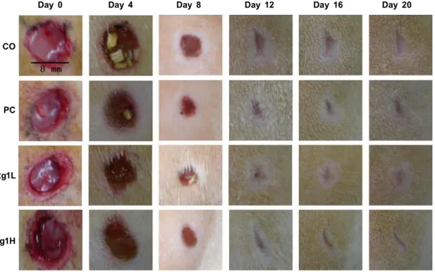 Fig. 1. Macroscopic appearance of wound on CO, PC, Rg1L, Rg1H treated-rats on 0-20th day post-wounding
