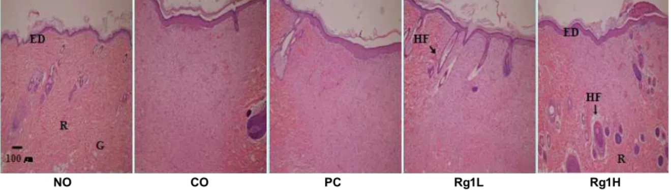 Fig. 2. Histological appearance of wounds from experimental groups on 20 days after wounding