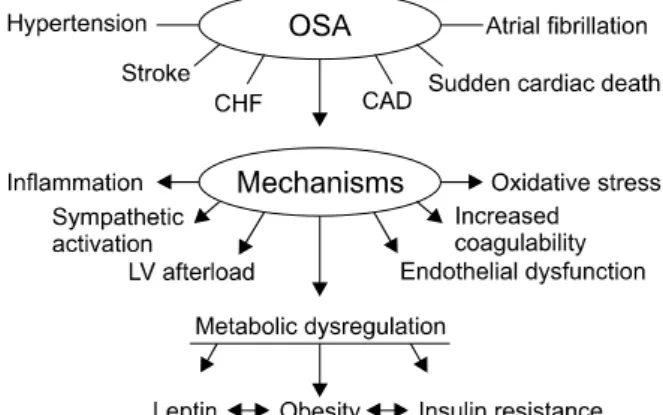 Figure  1.  Association  between  OSA  and  cardiovascular  disease. OSA: obstructive sleep apnea; CHF: congestive heart failure; CAD: coronary artery disease; LV: left  ventri-cular