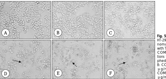 Fig. 5. Morphological changes of HT-29 human colon  adenocarci-noma cells following incubation with TTMM