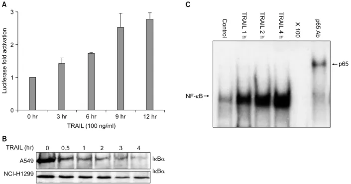 Figure 3. TRAIL induces NF-κB activation in A549 cells. (A) Luciferase assay:　Stable A549 IgGκ-NF-κB luciferase cells  were treated with TRAIL (100 ng/ml) for different time points