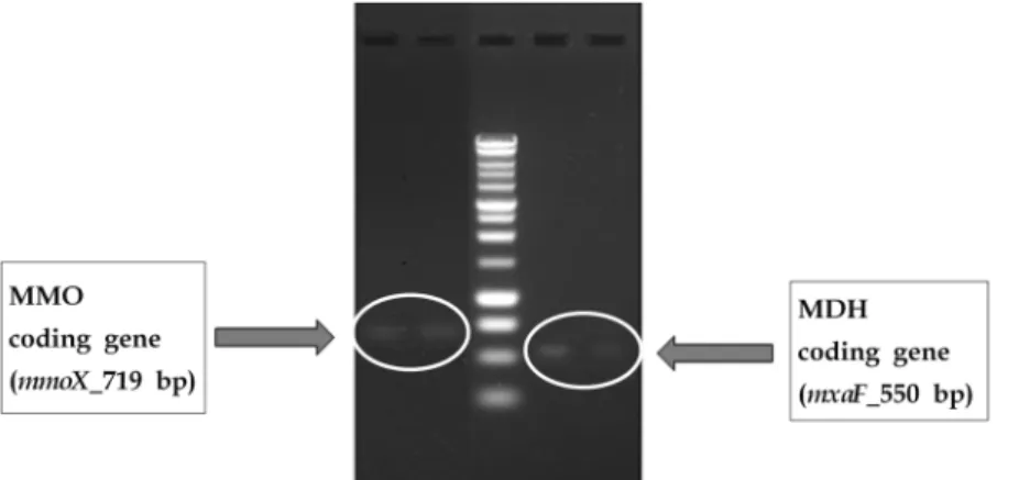 Fig.  1.  Gel  picture  of  MMO  coding  gene  ( mmoX )  and  MDH  coding  gene  ( mxaF )  of  Methylosinus  Sporium .formaldehyde dehydrogenase (FAD), formate dehydrogenase 