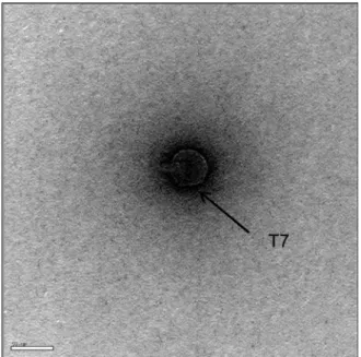 Fig.  2.  Transmission  electron  microscope  image  of  bacteriop- bacteriop-hage  T7  used  in  the  experiment  (bar  =  50  nm).